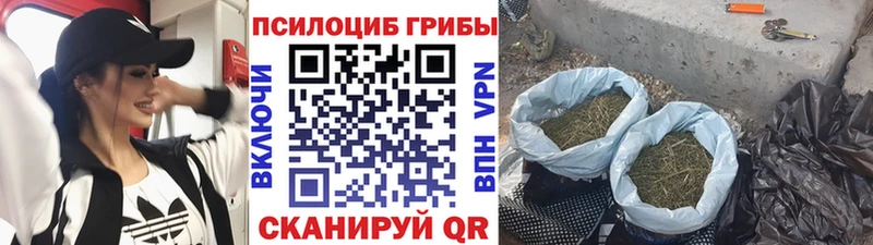 Галлюциногенные грибы Psilocybe  Богородицк 